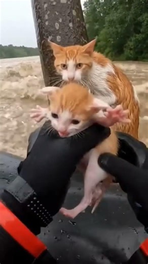 Brave Cat Saves Her Baby from Deadly Flood | Emotional Animal Rescue