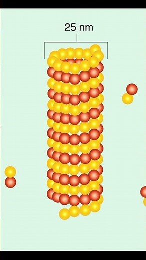 Microtubules Structure and Function