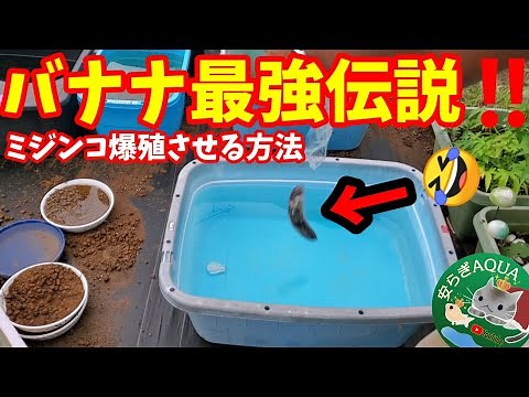 越冬準備の一環！バナナ🍌最強伝説！全てのめだか屋外飼育容器にミジンコをぶちこみます‼️【増やし方/培養方法】秋は爆殖しやすいらしい❗安らぎAQUAちゃんねる