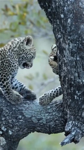 2.5K views · 459 reactions | Two leopard cubs playing in a tree #krugerleopards | Cape Town 2 Kruger - Kruger Channel | Facebook
