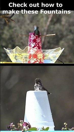 Hummingbird Bathing on ICE CREAM Birdbath DIY Water Fountain for Hummingbirds Wild Birds in Garden