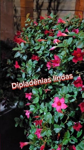😍 Dipladenias overflowing with beauty! #dipladenia #beautifulflowers #flowers #garden #florist
