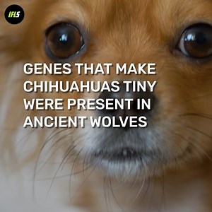What made chihuahuas and pugs so small? | IFLScience
