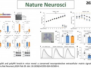 Nature Neurosci—新型ALS\u002FFTD小鼠模型揭示了TGF-β1-COL6A1细胞外基质轴对神经元的保护作用