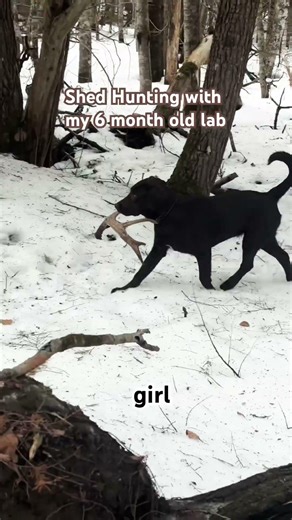 Antler shed hunting with Labrador pup #deerhunting #shedhunting #maine