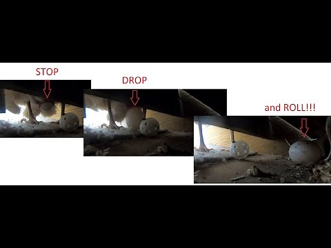 DIY Superior Roll Away Nesting Boxes For Clean Eggs With Adjustable Angled Shelf