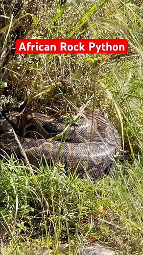 African Rock Python in the Wild 🐍 | Africa’s Giant Snake #Wildlife #Safari #shorts #trending #snake