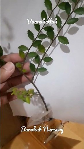 Daun Ulmus Mikro aka Ulmus parvifolia aka chinese elm aka lacebark elm