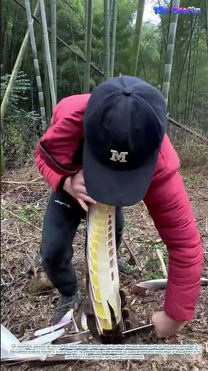 Recolección en el suelo del bosque: procesamiento de brotes de bambú en un bosque gestionado
