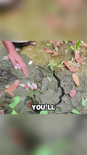 Discover the Excitement of Catching Eels in Mud