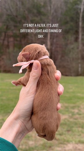 It’s not a filter, it’s just different lighting. 📸 My current rust babies are so stinking gorgeous, and we would EXPECT them to be dark because their parents carry such high intensity. #themoreyouknow #hatersgunnahate #rustschnauzers #fypreelsシ゚viralシ #photographychallengeraphychallenge #puppiesoftiktok #schnauzerlover #breederlife #minischnauzerpuppies #puppies | Duke's Schnauzers