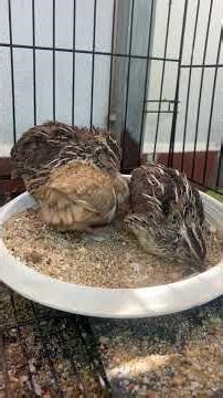 Quail Daily Life - Actions, Behavior, and Fun Moments.‪@ThePetQuails‬ #quails #birds #purequailty