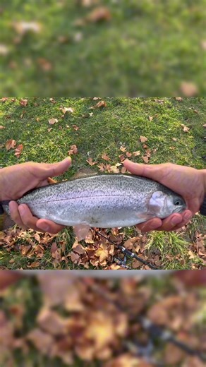 How To Catch Rainbow Trout using Fishbrain 🎣