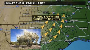 Allergies going CRAZY right now? Well, you can blame mountain cedar...and the weather pattern! The pollen originates from Juniper trees that are predominately in the Texas Hill Country. Our S/SW winds have been transporting the pollen up to North Texas. The winds have also aided in shaking it off the trees! Yuck. #wfaaweather | WFAA Weather