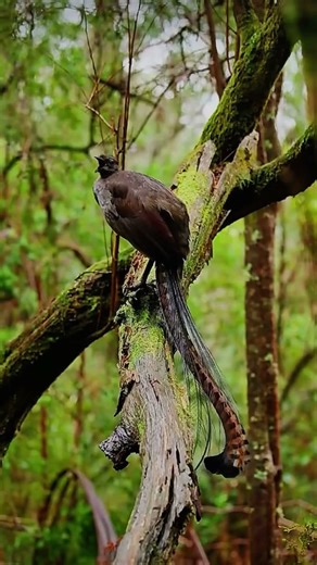 శబ్దాలన్నీ Copy చేసే Bird 😱 | Superb Lyrebird అద్భుతం 🐦 | Nature