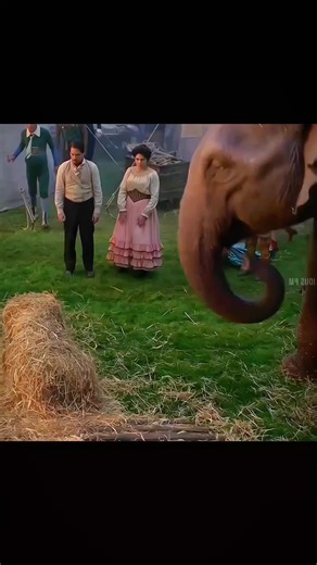 The Touching Tale of the Circus Elephant and His Special Gift