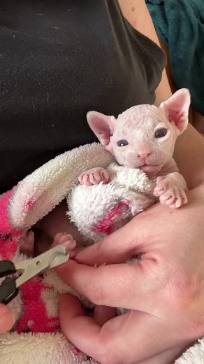 Grooming a Sphynx: Early Bath Training for Hairless Cats