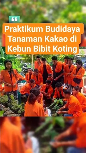Praktikum Budidaya Kakao di Kebun Bibit Kecamatan Koting - Sikka || Pertanian Nian Sikka #pertanian