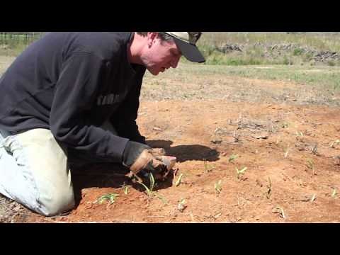 How To Plant Red Spider Lilies (Lycoris Radiata) With Bulb Planter