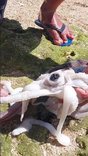 Did You Know Octopuses Have BEAKS?! 🐙 (Satisfying Pop)