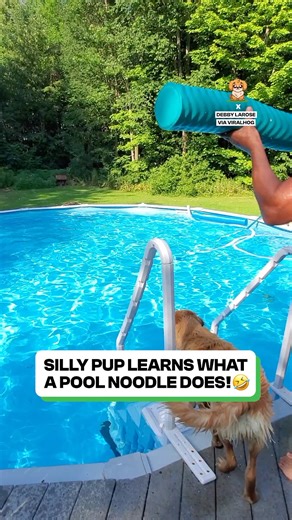 499K views · 14K reactions | The laziest swimmer ever 藍 | Fluffy Animals | Facebook