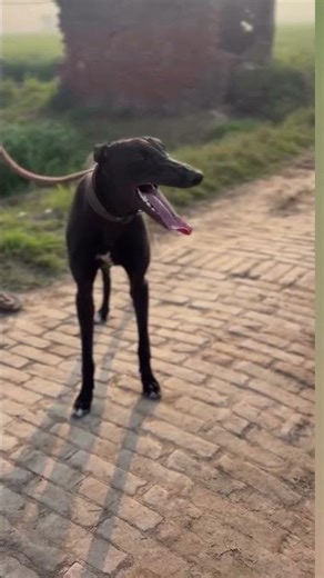 Rampur hound dog Indian rate, Royal Rampur hound #royaldogkennel #dogowner