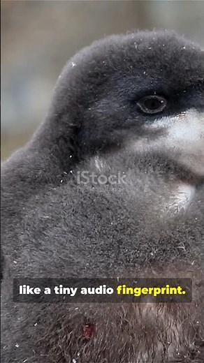 Baby Penguin Sounds That Will Melt Your Heart 😍🐧” #wittybits #facts #animals #shorts