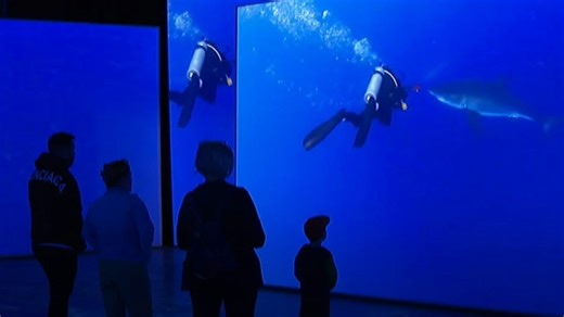 Virtual shark tank takes Chester Zoo visitors to the deep