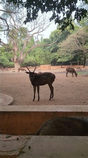 mysore zoo #mysore #zoo #animals #video #real #love #life #nature #lover #dboss #fans #videos #india