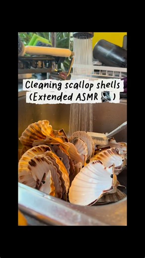 Extended version ASMR #coastalcreationsbp #asmr #asmrvideo #cleaning #CleaningASMR #seashells | Coastal Creations
