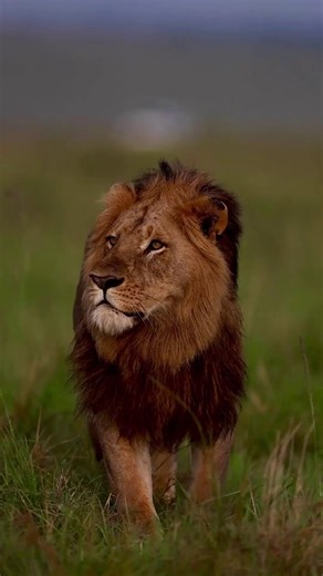 National Geographic India on Instagram: "That walk after you gave the greatest comeback at the perfect time! 🦁 Featured here is an amazing lion! #DidYouKnow: Not every male lion has a mane. Maneless lions are common in areas like Tsavo National Park in Kenya, possibly to help them stay cool in the heat. #Repost from @ronak.l.joshi 📸 Want to get featured? Upload your pictures and reels and tag us using @natgeoindia and #natgeoindia."