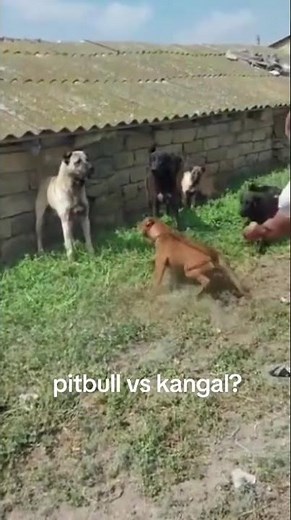 Pitbul vs kangal f*ght🦮⚠️#Pitbul #kangal #Dogfight