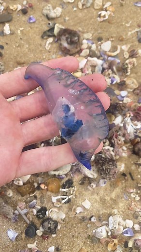 What is your favourite sea animal!? #shellcade #ocean #bluebottle #jellyfish #seaanimals #oceanlife