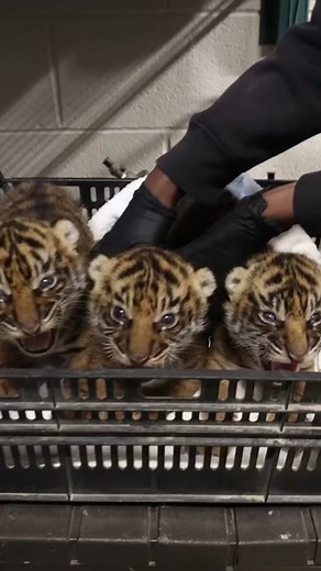 Nashville Zoo is excited to announce the names selected for the three critically endangered Sumatran tiger cubs. The cubs were born on October 20, 2023, and are continuing to live behind the scenes and bond with mom, Anne. #murfreesboro #murfreesborotn #nashvegas #nashville #nashvilletn #zoo #nashvillezoo #tiger #tigercub