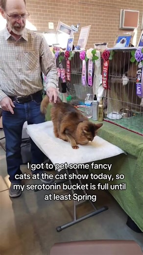 Experience the Joy of Fancy Cats at the Cat Show