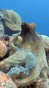 99K views · 2.7K reactions | An awesome close-up of an octopus — alien eyes, shifting skin that seem out of this world  Every detail is pure sci-fi, yet it’s right here beneath the waves. #octopus #octopuslove #marinelife #fblifestyle | Red Sea Diving | Facebook