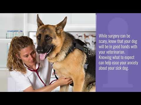 Gastric Dilatation Volvulus (GDV) or Bloat in Dogs: Signs, Symptoms, Treatment