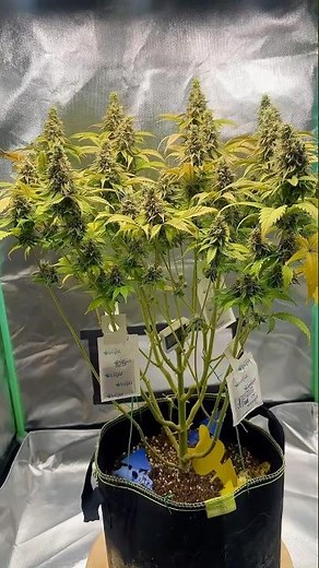 Tropicana Cookies 🍪🔥 Week 8 – Sticky & Loud