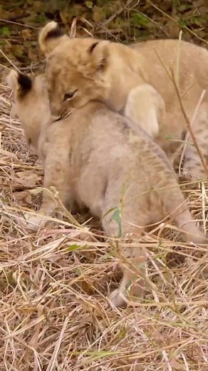 Adorable Lion Cub's Playful Tumble | Love Nature YouTube
