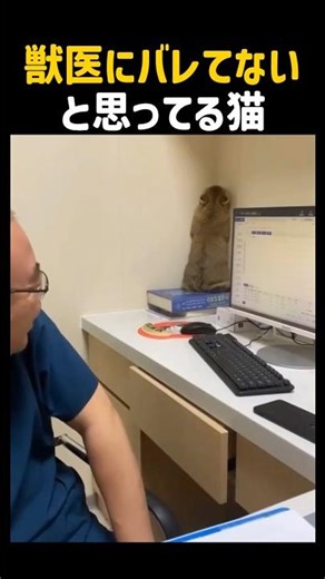 獣医にバレてないと思ってる猫😂 #癒し #医師 #可愛い #かわいい #猫 #ねこ #動物病院 #cat #cute #shorts