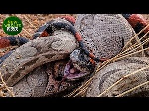 16 Shocking Moments Of Venomous Snakes Hunting And Devouring Each Other