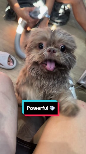 ‼️A MUST FOR EVERY FUR PARENT OUT THERE ‼️ Ini-skip na natin ang paligo part dahil kasabay nila si mommy.. 😅 Chico & Popo's ligo day! ☝️👆Click the yellow basket to order ❤️🐶 #fypシ #fyp #foryou #foryoupage #dogsoftiktok #viral #love #petsoftiktok