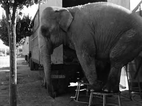 le cirque Pinder jean Richard en 1973