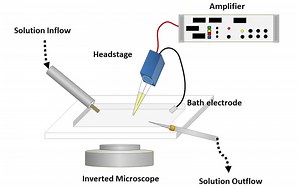 7 Neuroscience Techniques to Study Neurons | By PHD Student