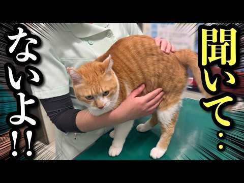 When My Cat Didn’t Realize We Were Going to the Vet | Daily Life with My Cat
