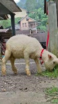 Domba makan #sheep #homesheephome #dombalucu #dombagemoy