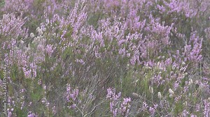 Dry moorland and mass flowering of pink Heather. Common Heather, Erica (Calluna vulgaris) in Eastern Europe, autumn honey plant. Hare's-foot (Trifolium arvense) occurs. Baltic sea maritime region