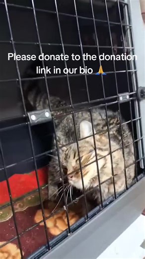 She really wants to live! Looking at her endurance, I feel ashamed of my own depression and apathy. But without help I can’t do anything for her. Her fur coat looks like it was taken off someone else’s shoulder, her eyes are cloudy… there are some gaps on her nose that have been knocked down to the point of wounds from constant attacks with a syringe with food. But she has so much lust for life that one can only marvel. Please donate to the donation link in our bio 🙏