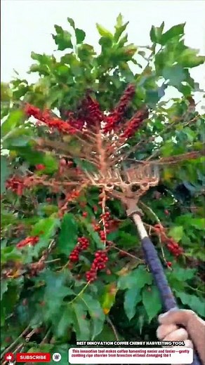 Best Innovation Coffee Cherry Harvesting Tool