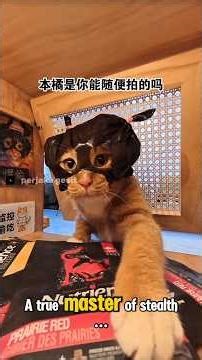 The Snack Bandit: Cat Breaks In With a Plastic Mask! #pets #cat #funnycats #catshorts